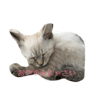ponta stamps（個別スタンプ：2）