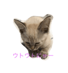 ponta stamps（個別スタンプ：3）