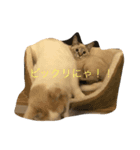 ponta stamps（個別スタンプ：5）