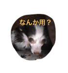 なんか用？（個別スタンプ：1）
