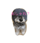 ピンちゃんのつぶやき2（個別スタンプ：9）
