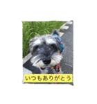 ピンちゃんのつぶやき2（個別スタンプ：11）