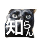 黒猫ヤマト（個別スタンプ：1）
