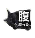 黒猫ヤマト（個別スタンプ：3）