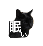 黒猫ヤマト（個別スタンプ：5）