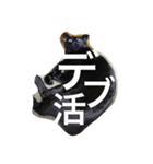黒猫ヤマト（個別スタンプ：8）
