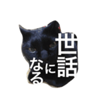 黒猫ヤマト（個別スタンプ：9）