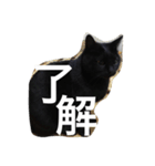 黒猫ヤマト（個別スタンプ：10）