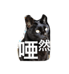 黒猫ヤマト（個別スタンプ：14）