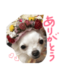 茜 でしてよ（個別スタンプ：1）