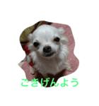 茜 でしてよ（個別スタンプ：3）