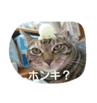 そらのあ（個別スタンプ：32）