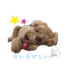 トイプードルふうた（個別スタンプ：9）