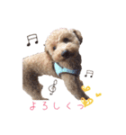 トイプードルふうた（個別スタンプ：14）