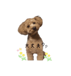 トイプードルふうた（個別スタンプ：16）