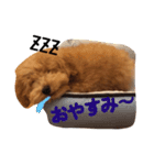 トイプードルプロキオンの日常スタンプ2（個別スタンプ：1）