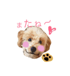 トイプードルプロキオンの日常スタンプ2（個別スタンプ：9）