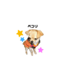 チワプーRIKU.（個別スタンプ：1）