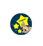 チワプーRIKU.（個別スタンプ：2）