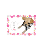 チワプーRIKU.（個別スタンプ：10）