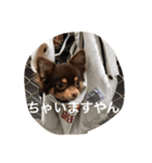 チコスタンプ（個別スタンプ：3）
