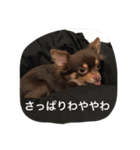 チコスタンプ（個別スタンプ：4）