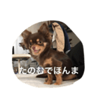 チコスタンプ（個別スタンプ：5）