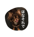 チコスタンプ（個別スタンプ：7）