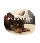 チコスタンプ（個別スタンプ：8）