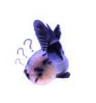 gold fish ~（個別スタンプ：1）