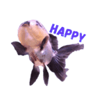 gold fish ~（個別スタンプ：2）