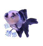 gold fish ~（個別スタンプ：3）