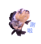 gold fish ~（個別スタンプ：4）