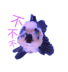 gold fish ~（個別スタンプ：5）