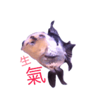 gold fish ~（個別スタンプ：7）
