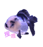 gold fish ~（個別スタンプ：8）