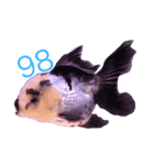 gold fish ~（個別スタンプ：9）