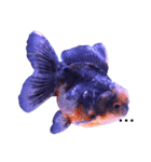gold fish ~（個別スタンプ：10）
