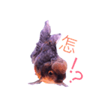 gold fish ~（個別スタンプ：11）