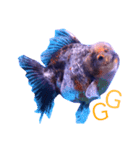 gold fish ~（個別スタンプ：12）