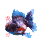 gold fish ~（個別スタンプ：13）