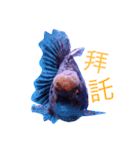 gold fish ~（個別スタンプ：14）