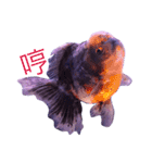 gold fish ~（個別スタンプ：15）