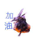 gold fish ~（個別スタンプ：16）