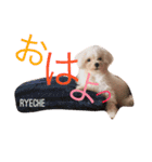 ライチ(Ryeche)の日常（個別スタンプ：1）