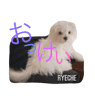 ライチ(Ryeche)の日常（個別スタンプ：6）