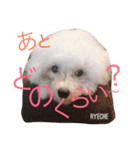 ライチ(Ryeche)の日常（個別スタンプ：13）
