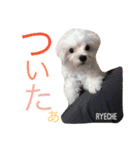 ライチ(Ryeche)の日常（個別スタンプ：15）
