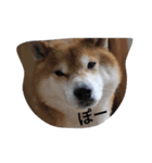 chachamaru_me2（個別スタンプ：2）