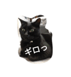 chachamaru_me2（個別スタンプ：3）